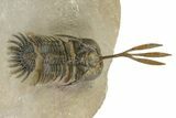 Spiny Trident Walliserops Trilobite - Foum Zguid, Morocco #350530-2
